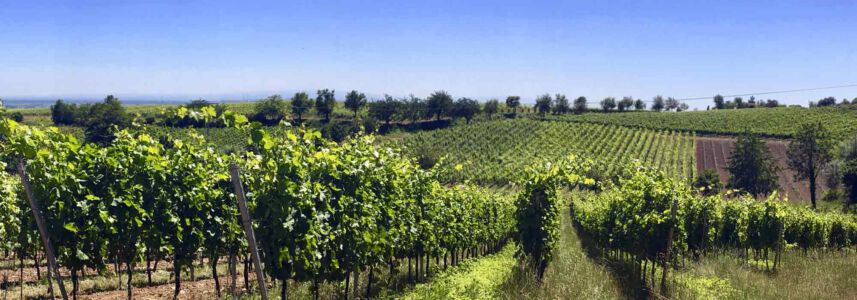 Maikammer, Weinberge, Berge