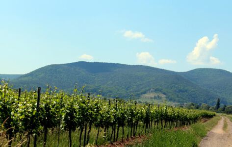 Maikammer, Weinberge, Berge