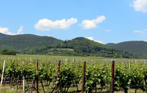 Maikammer, Weinberge, Berge