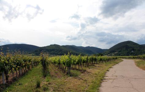Weinberge und Pfälzerwald