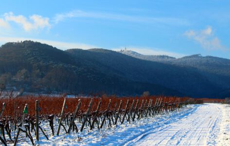 Maikammer, Weinberge, Berge im Winter