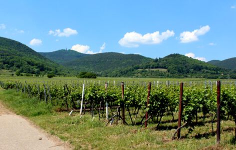 Maikammer, Weinberge, Berge