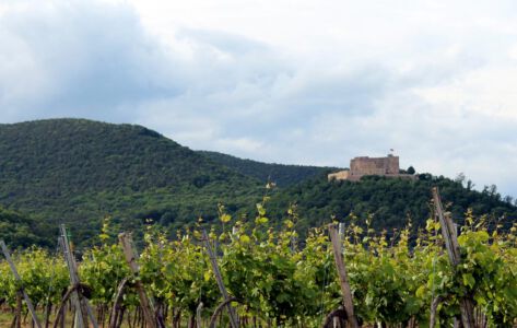 Maikammer, Weinberge, Berge