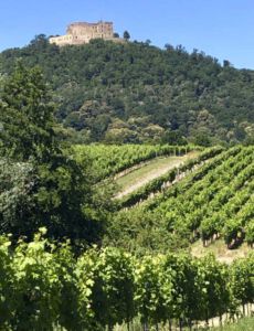 Maikammer, Weinberge, Berge
