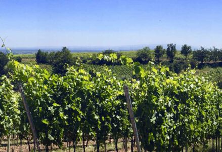 Maikammer, Weinberge, Berge