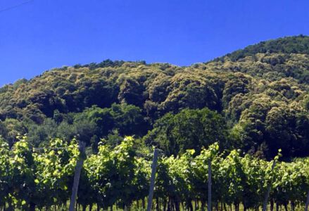 Maikammer, Weinberge, Berge