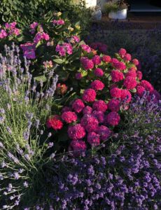Unsere Blumen vor dem Haus
